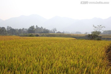 田园