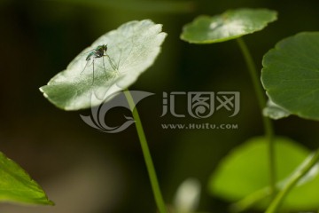 铜钱草上的绿色小蝇