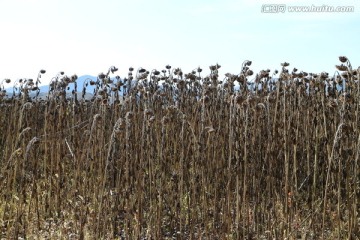 金秋葵园