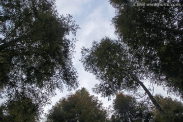 蓝天下茂密的楠树林