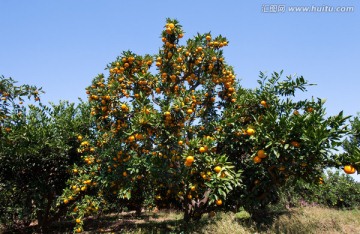 橘子树 橘子