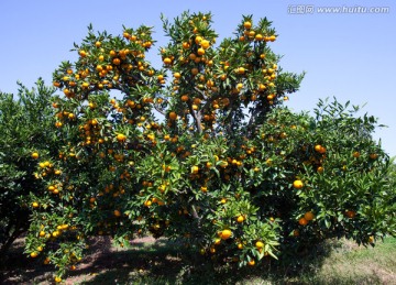 橘子 橘树