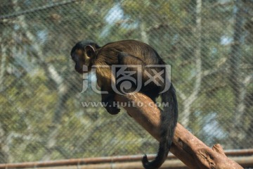 黑帽卷尾猴