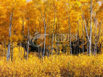 金色的秋季杨树林