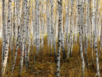 秋季的白桦林