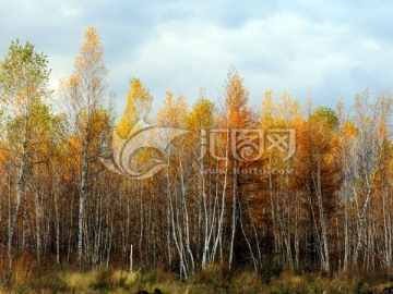 秋季白桦林