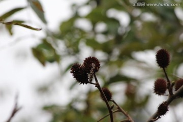 野果实