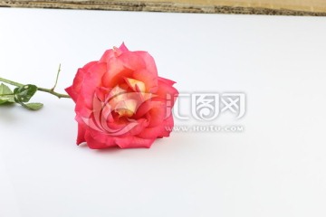 月季花