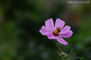 花 蜜蜂