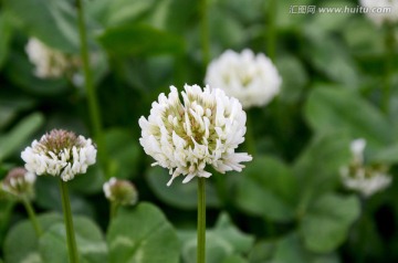 白花