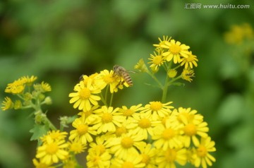 花与蜜蜂
