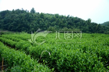 茶树