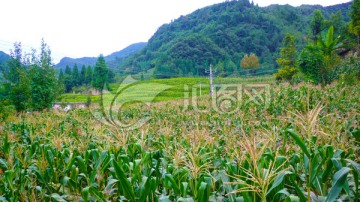 玉米地 乡村风貌