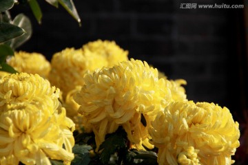 黄菊花摄影图片龙爪菊
