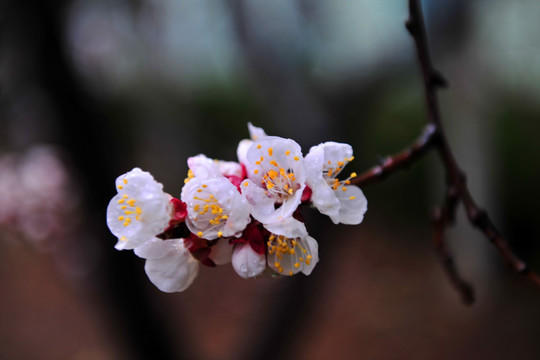 桃花 花朵