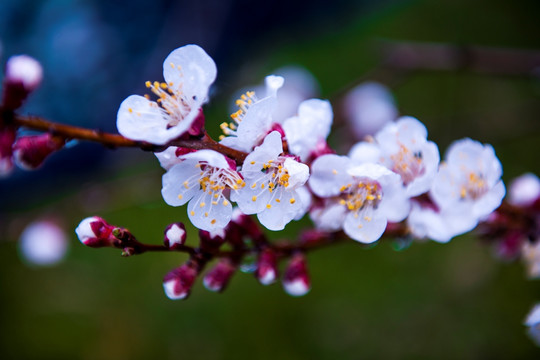 桃花