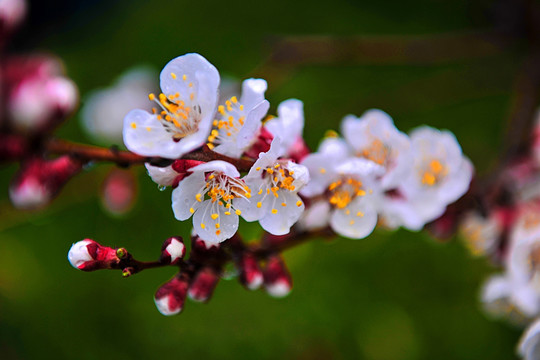 桃花