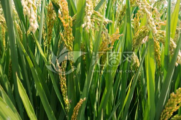 丰收的稻子