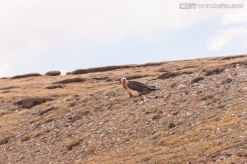 胡兀鹫 胡秃鹫 高寒草原