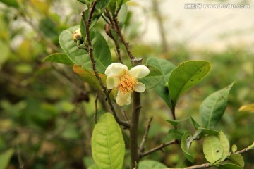 茶籽 茶树 枝条 茶花