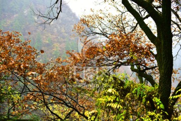 兴隆山秋色