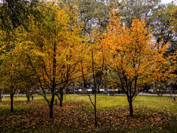 秋季落叶树