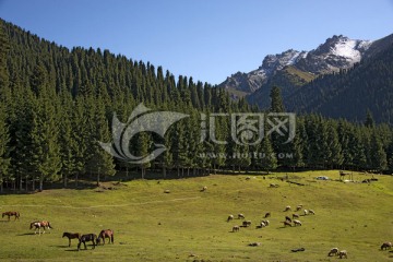 天山牧场