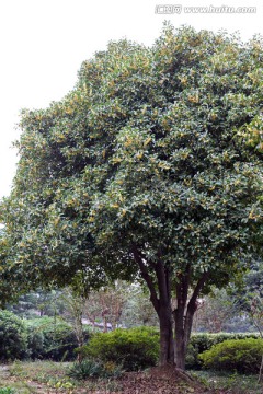 桂花树