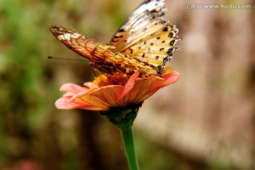 采花蝴蝶 蝶恋花