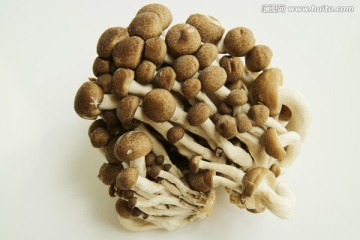 菌菇 蟹味菇