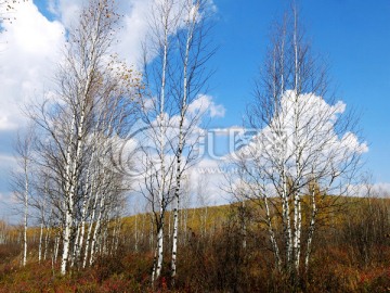 秋季白桦树与蓝天