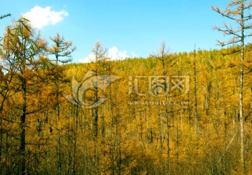 大兴安岭森林的秋季