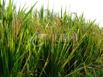 水稻 丰收