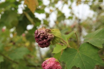 芙蓉花