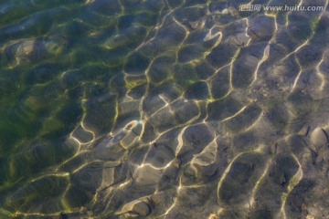 水波纹 水藻
