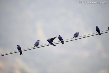 蓝大翅鸲 高山鸟类