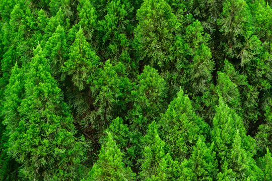 树叶背景纹理素材