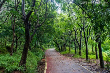 阳光森林小路