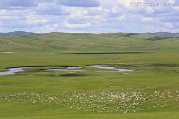 草原上洁白的羊群