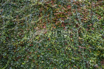 爬山虎 植物墙