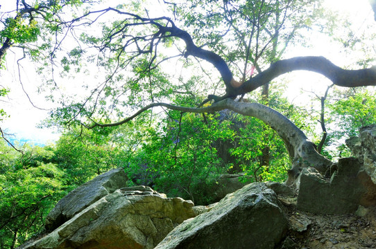 苍龙探景