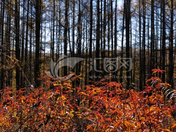 逆光拍摄秋季森林