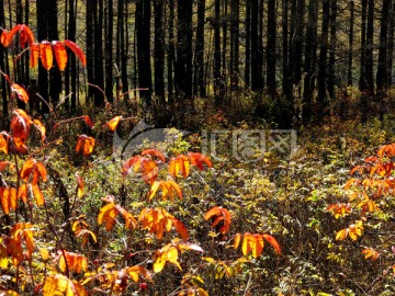 秋季红叶与森林