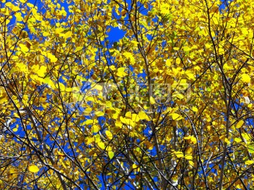 秋季金色的黄树叶