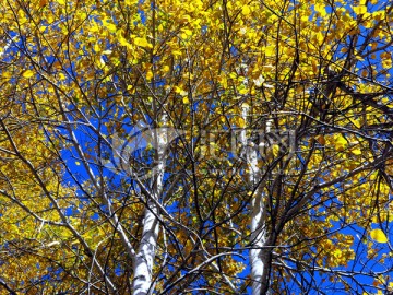 秋季黄树叶