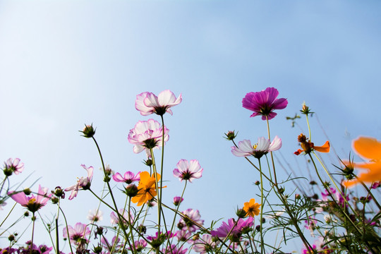 格桑花