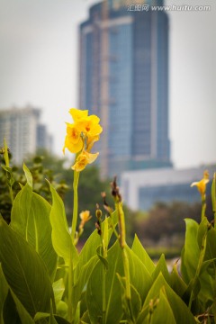 城市景观花
