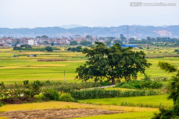 稻田秋色