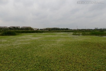 水生植物