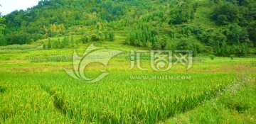 绿色的稻田 生态环保 乡村田园